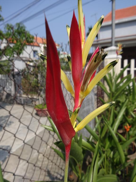 הוי אן Skybird Homestay מראה חיצוני תמונה